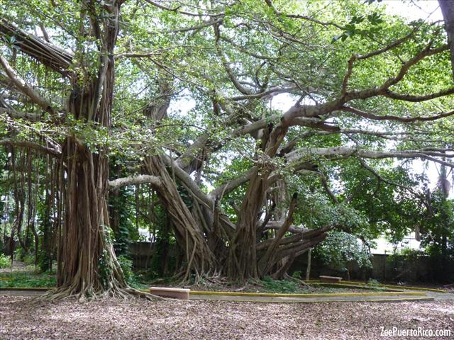 Parque Junghans ZeePuertoRico